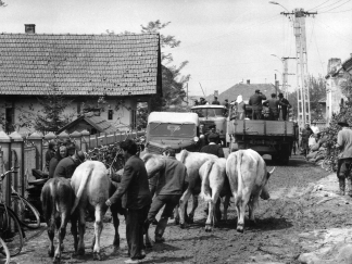 1970. Tiszai árvíz (Fotó: MTI)